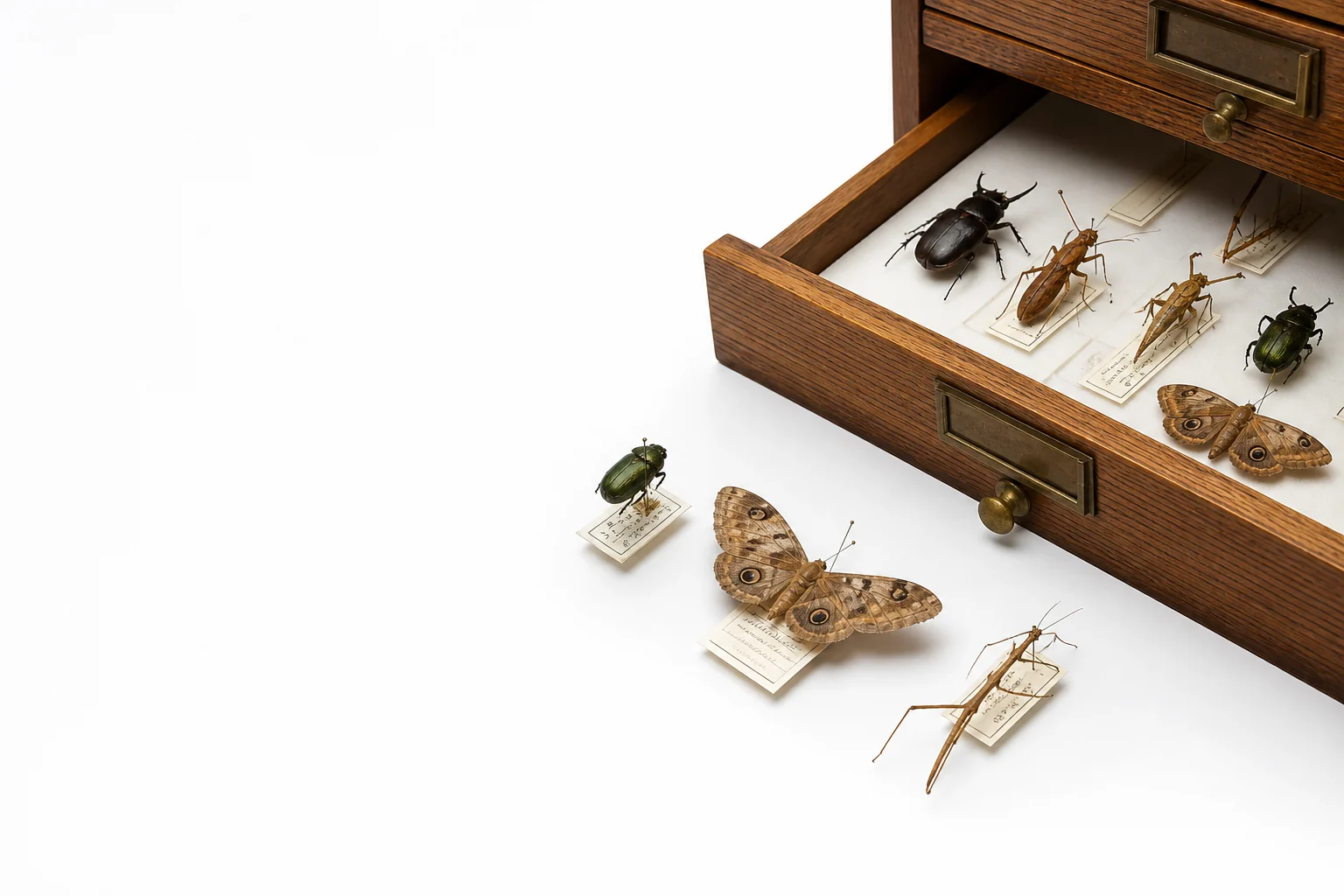 Gaveta de colección entomológica con especímenes y etiquetas de archivo